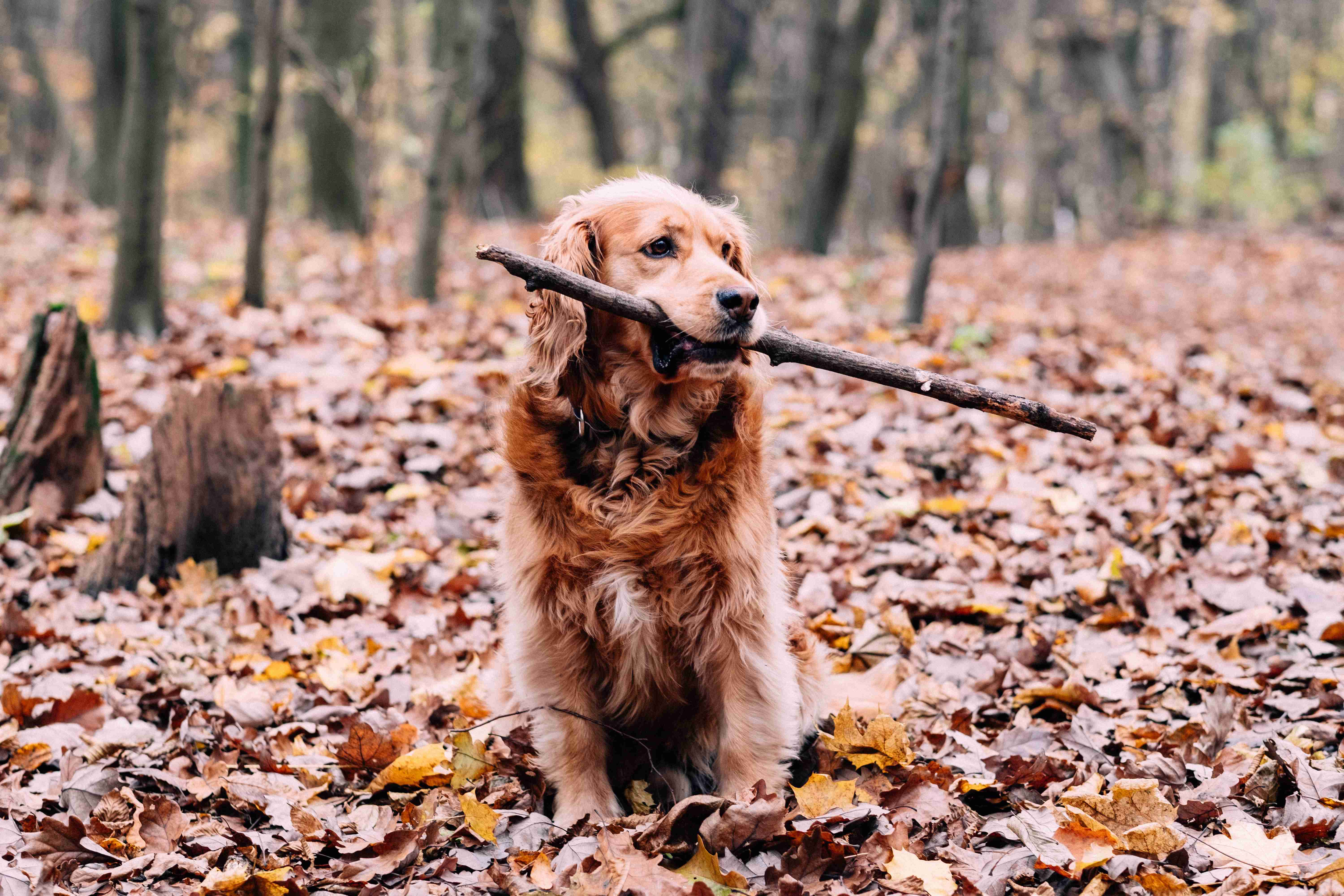 Grooming a Golden Retriever with Anxiety: Best Practices for a Stress-Free Session
